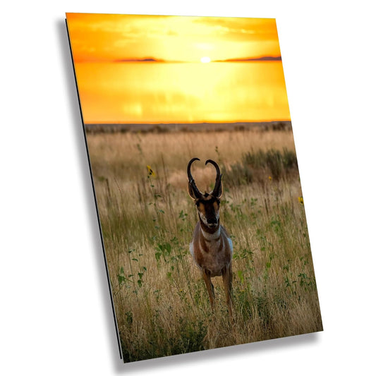 Golden Hour Grace: Pronghorn at Sunset Antelope Island National Park Wildlife Photography Wall Art