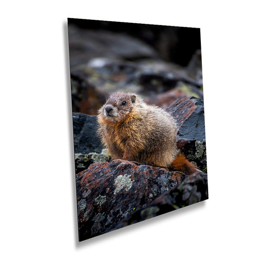 High Altitude Heralds: Marmot of Yellowstone National Park Wall Art Wild Animal Photography Metal Acrylic Print