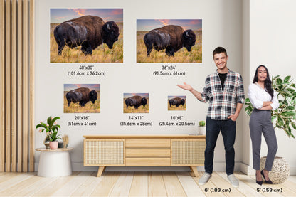 Wilderness Wonders: Bison Wildlife Canvas Print Antelope Island State Park Photography Utah Animal Wall Art