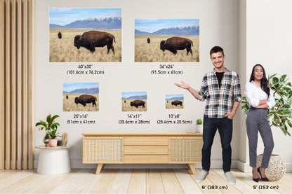 Snow-Kissed Bison: Antelope Island Bison Western Wildlife Metal Canvas Art Print Utah Photography