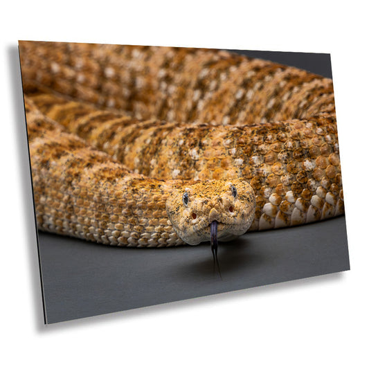 I’m Watching You: The Piercing Eyes of a Rattlesnake Wall Art Reptile Animal Metal Canvas Print