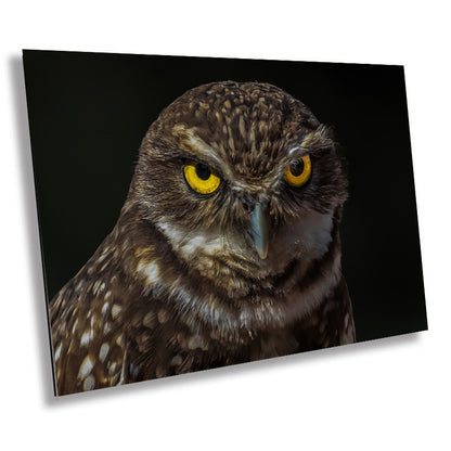 Owl Be Hiding: The Captivating Stare of a Burrowing Owl Metal Aluminum Print Bird Wall Art Photography