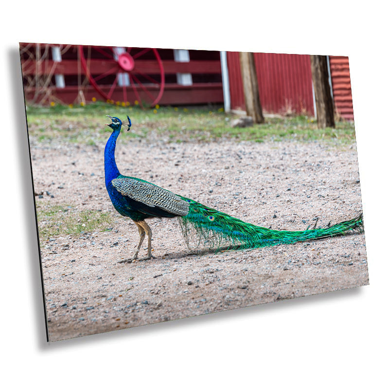 Peacock Perfection: Male Peacock Tail Feather Details Wall Art Metal Acrylic Print Bird Landscape Photography