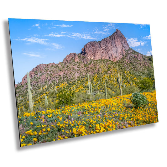 Picacho's Palette: Orange Yellow Poppies Wall Art Picacho Peak State Park Wildflower Metal Acrylic Print Arizona Landscape