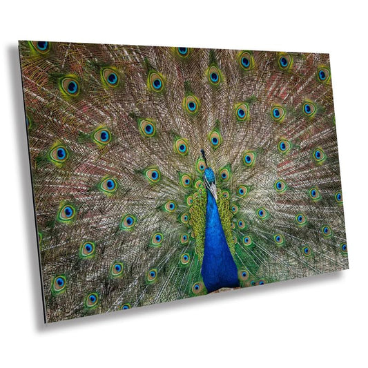 Plumage Perfection: Open Tail of a Male Peacock Wall Art Metal Acrylic Print Bird Photography