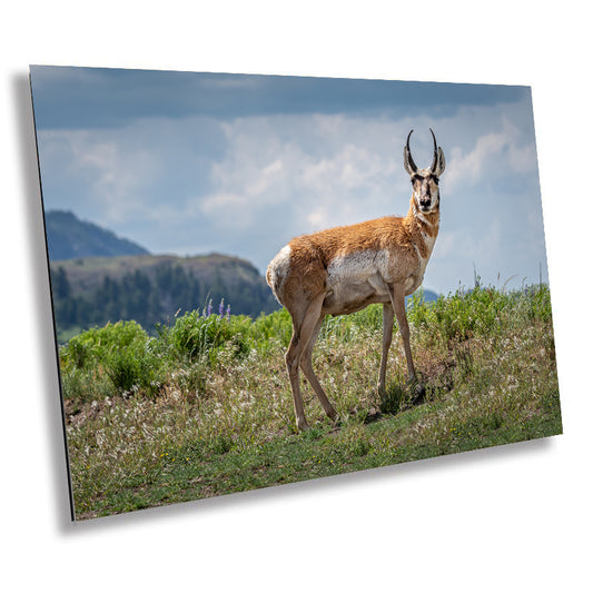 Prairie Wanderers: The Pronghorn of Yellowstone Wilderness Wall Art National Park Metal Acrylic Print Wildlife Photography