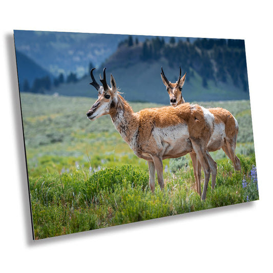 Pronghorn Pair: Twin Pronghorn in Yellowstone Wall Art National Park Metal Aluminum Print Wildlife Photography