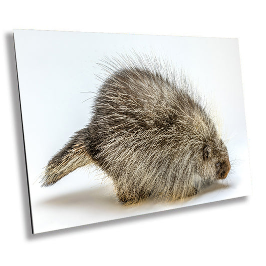 Pure Prickles: Porcupine in a White Space Wall Art Large Rodents Animal Photography Metal Canvas Print