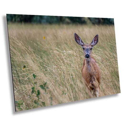 Quiet Meadow Wanderer: Roe Deer at Antelope Island State Park Wall Art Wildlife Photography Metal Acrylic Print