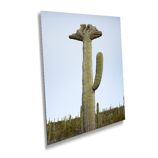 Quirky Crowns: Crested Saguaro Cactus Wall Art Portrait Metal Aluminum Print Arizona Desert Photography