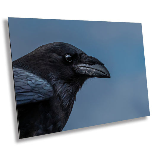 Raven Radiance: Half-Body Shots of Common Raven Wall Art Bird Photography Metal Canvas Print