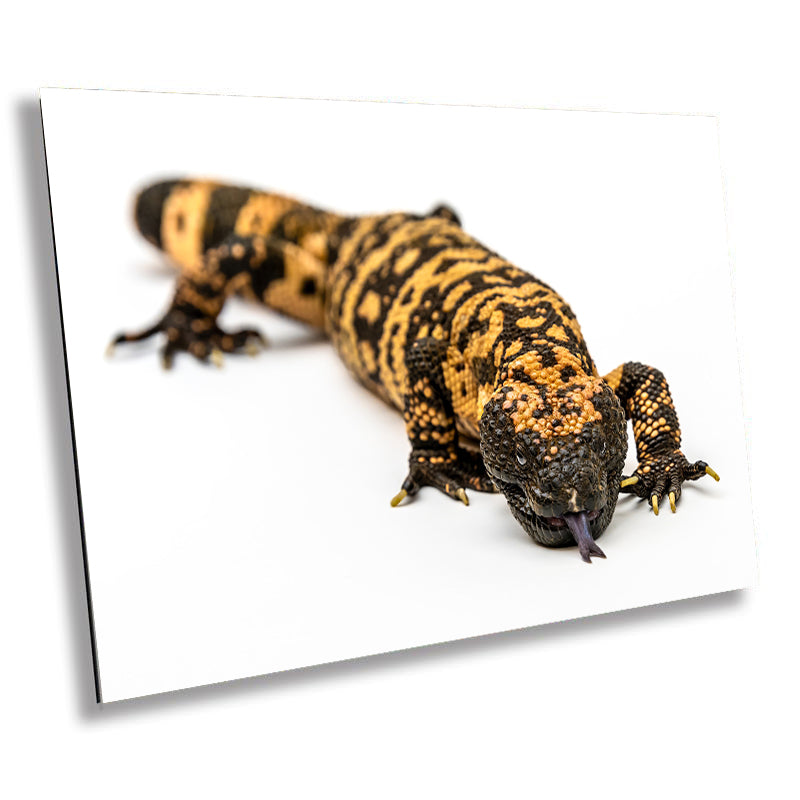 Reptilian Royalty: Gila Monster Wall Art Exotic Animal Metal Acrylic Print Reptile Photography