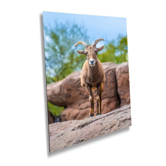 Resilient Horned Wanderer: Bighorn Sheep at the Sonoran Desert Photography Arizona Wildlife Aluminum Metal Print