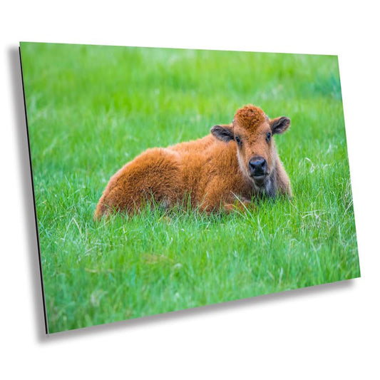 Resting Red Dog: Baby Bison Metal Canvas Print Wall Art Wildlife Photography