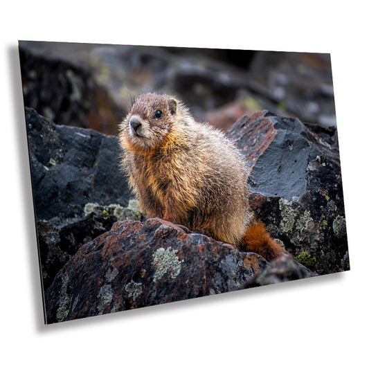 Rocky Refuge: Marmot of Yellowstone National Park Wall Art Wild Animal Photography Metal Acrylic Print