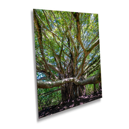 Roots of Time - Banyan Tree in Haleakala National Park Photography Maui Nature Canvas Print Hawaii Landscape