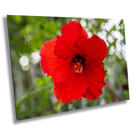 Ruby Blooms: Red Hawaiian Hibiscus Flower Photography Tropical Home Decor Wall Art Print