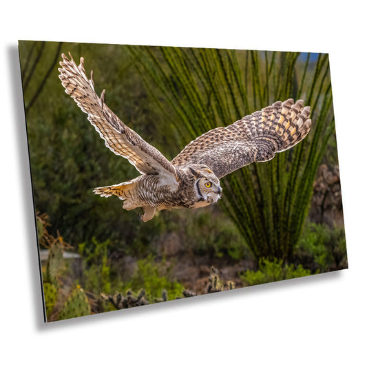 Silent Glide: Great Horned Owl in Graceful Flight Wall Art Photography Metal Acrylic Print Bird Wildlife Landscape