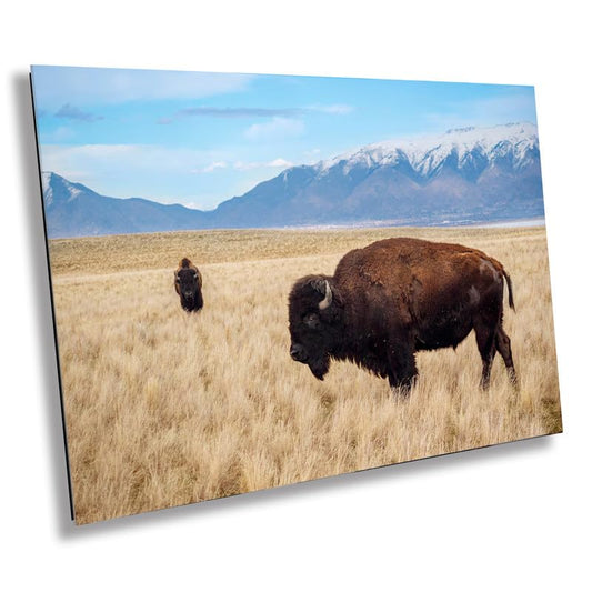 Snow-Kissed Bison: Antelope Island Bison Western Wildlife Metal Canvas Art Print Utah Photography