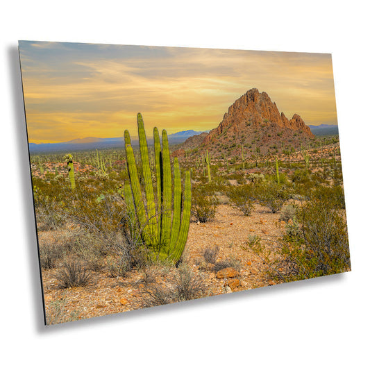 Spires of Resilience: Organ Pipe Cactus Photography National Monument Metal Canvas Print Arizona Home Decor