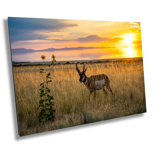 Sunset Haven: Antelope Island State Park Pronghorn Wildlife Canvas Print Sunset Photography Utah Home Decor