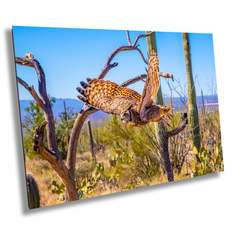 Superb Owl: Birds of Prey Wildlife Photography Nature Wall Art Sonoran Desert Owl Metal Canvas Print Arizona Landscape