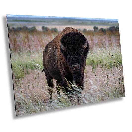 The American Buffalo, Majestic Grassland Giant: American Bison Metal Acrylic Canvas Print Utah Wildlife Photography