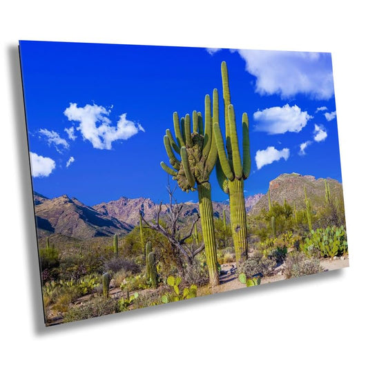 The Crested Kingdom: Crested Saguaros of Sabino Canyon Arizona Desert Photography Southwestern Landscape Metal Wall Art