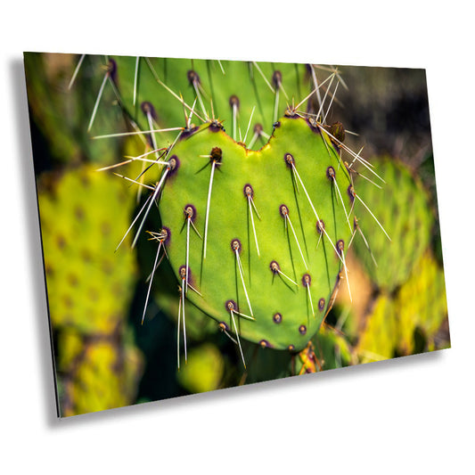 Thorny Romance: Heart-Shaped Prickly Pear Cactus Photography Saguaro National Park Canvas Print Southwestern Wall Decor