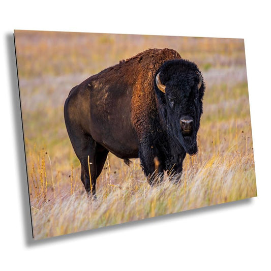 Thundering Hooves: Bison in Antelope Island State Park Canvas Print Utah Photography Wildlife Home Decor