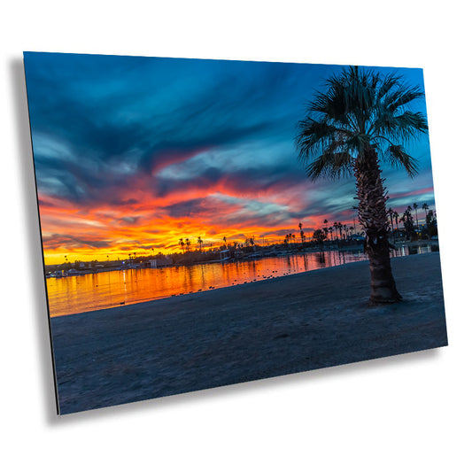 Tranquil Waterfront: Palm Trees at the Lake Havasu Rotary Beach Metal Acrylic Print Wall Art