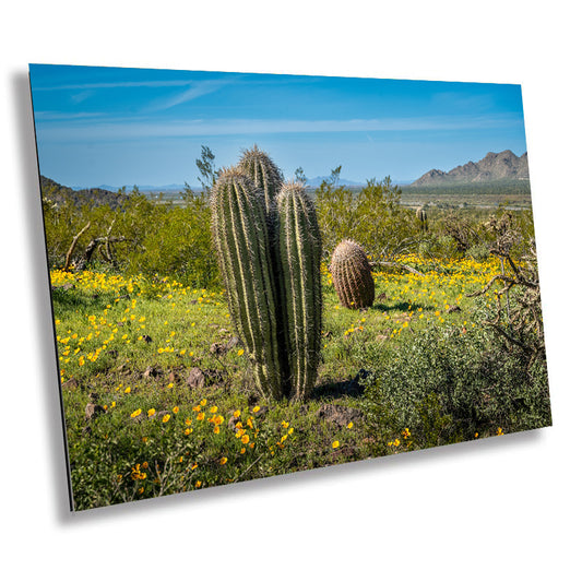 Triple Crown: Saguaro Cactus Heads in Perfect Harmony Wall Art Picacho Peak State Park Metal Canvas Print