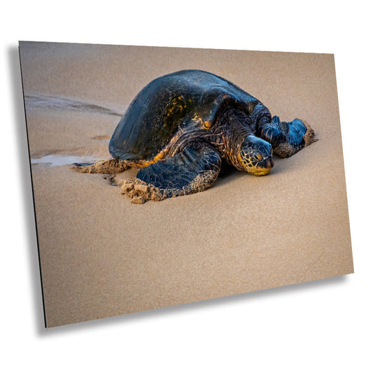 Turtle Serenity: Maui Hawaii Sea Turtle Photography Wall Art Ocean Wildlife Canvas Print