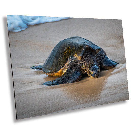 Turtle Treasures of Hawaii: Hawaii Sea Turtle Photography Wall Art Ocean Wildlife Canvas Print