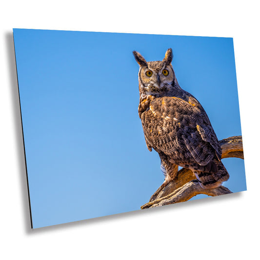 Twilight Guardian: Horned Owl On a Branch Wildlife Photography Wall Art Home Decor Metal Canvas Print