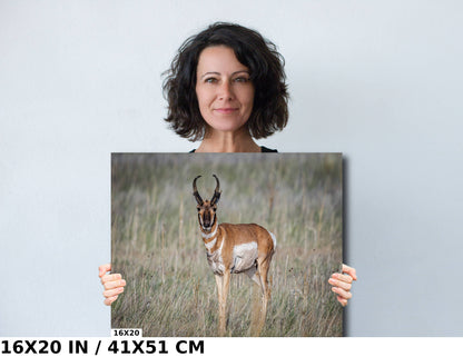 Where the Antelope Roam: Pronghorn at Rest Utah Wall Art Wildlife Photography Metal Canvas Print
