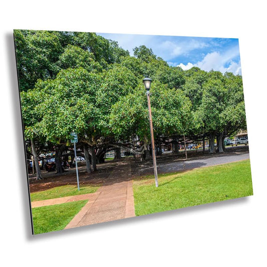 Whispers of Time: The Banyan Tree Lahaina Photography Maui Hawaii Landscape Canvas Metal Print Home Decor