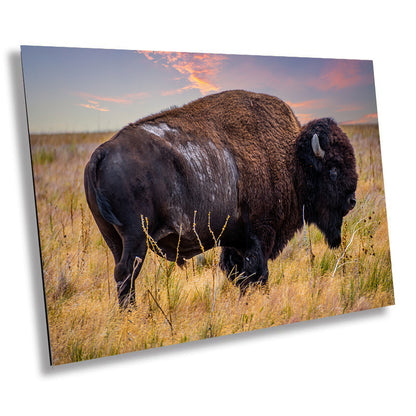 Wilderness Wonders: Bison Wildlife Canvas Print Antelope Island State Park Photography Utah Animal Wall Art