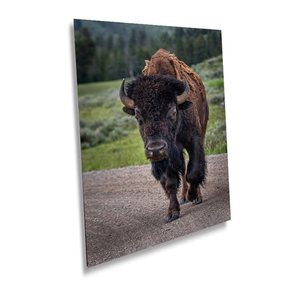Yellowstone Bison: Bison in Yellowstone National Park Wall Art Wildlife Metal Canvas Print Animal Photography