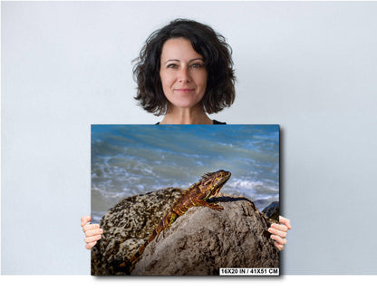 Key West Iguana on Coastal Rocks Fine Art Photography Print, Florida Wildlife Photo, Ocean Shore Nature Decor Reptile Wall Art Metal Canvas