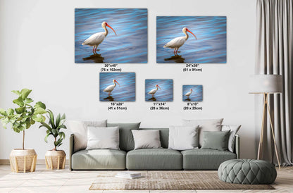 The Happy Ibis: American White Ibis Bird in Bradenton Florida Print Wall Art Bird Seascape Photography Aluminum/Acrylic/Metal/Canvas