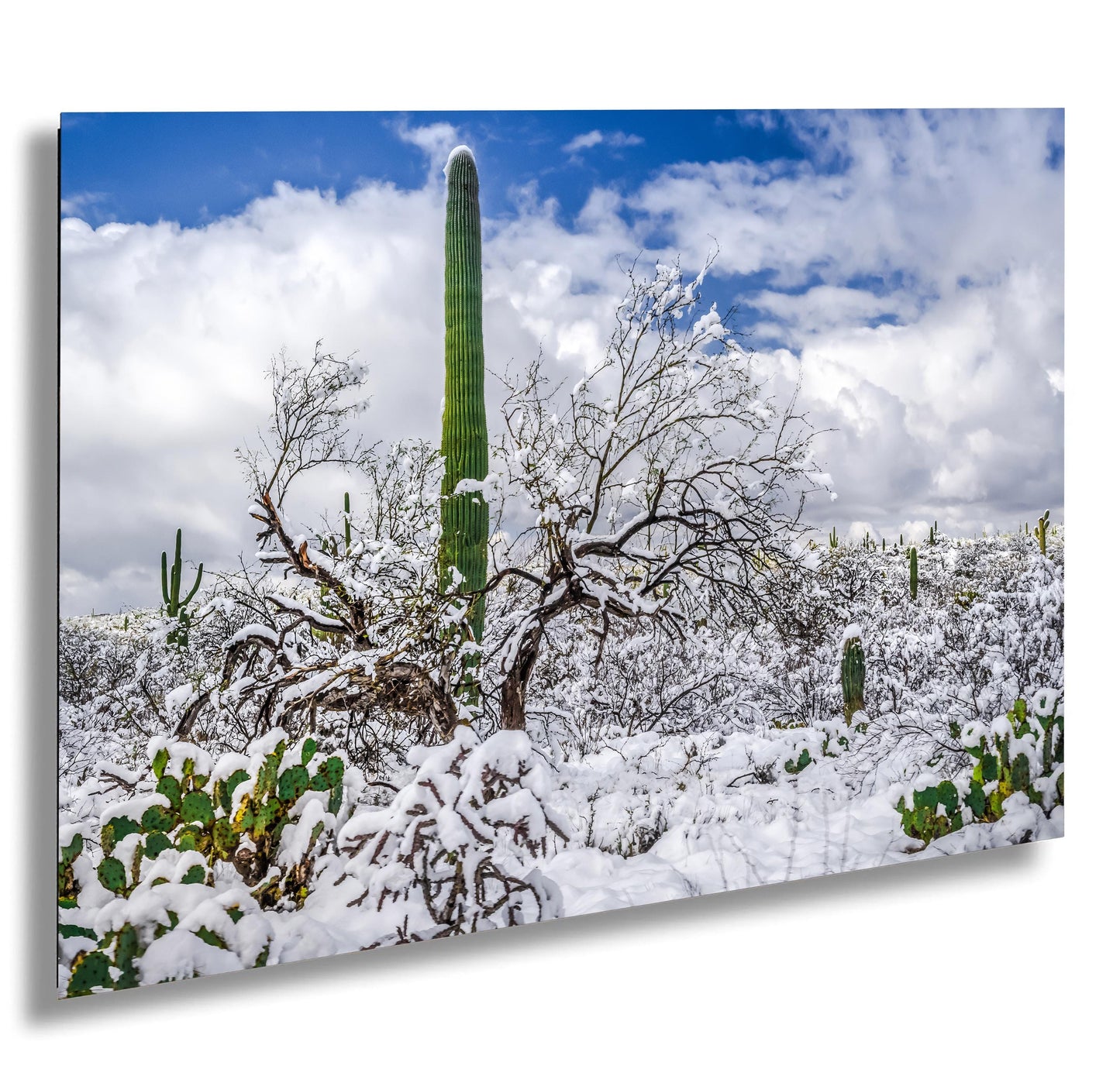 Saguaro Standing Tall in Winter’s Embrace: Saguaro National Park Print Wall Art Tucson Snow Desert Photography Aluminum/Acrylic/Metal/Canvas