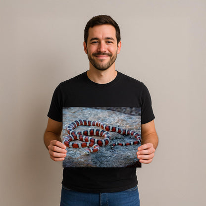 Arizona Mountain Kingsnake Print – Vibrant Desert Wildlife Art Canvas