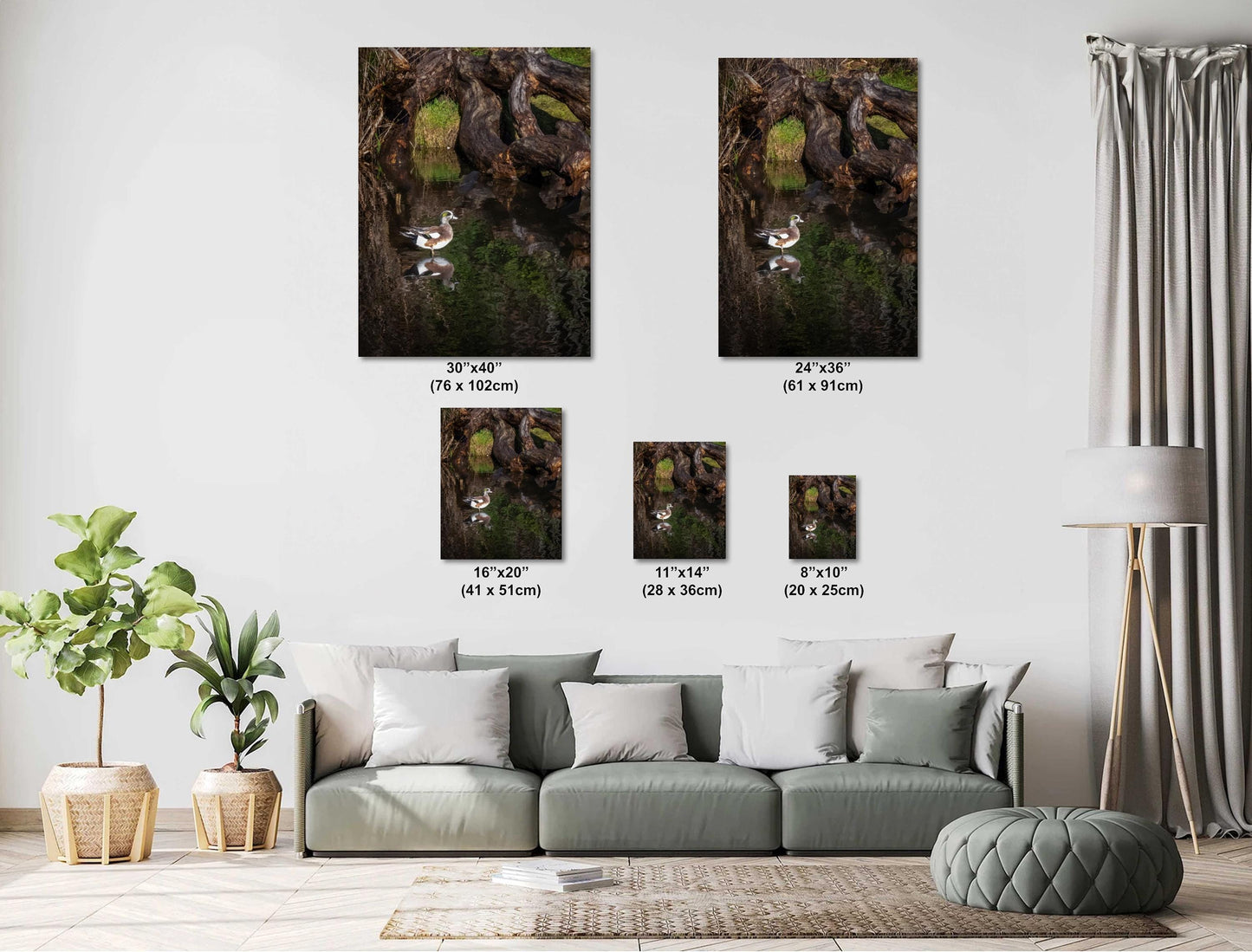 American Wigeon Duck Photo Print: Seattle Pond Wildlife Art