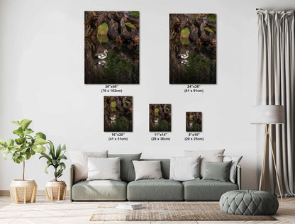 American Wigeon Duck Photo Print: Seattle Pond Wildlife Art