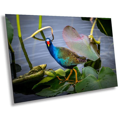 Everglades’ Purple Gallinule: The American Purple Gallinule Bird Florida Wall Art Photography Aluminum/Acrylic/Metal/Canvas