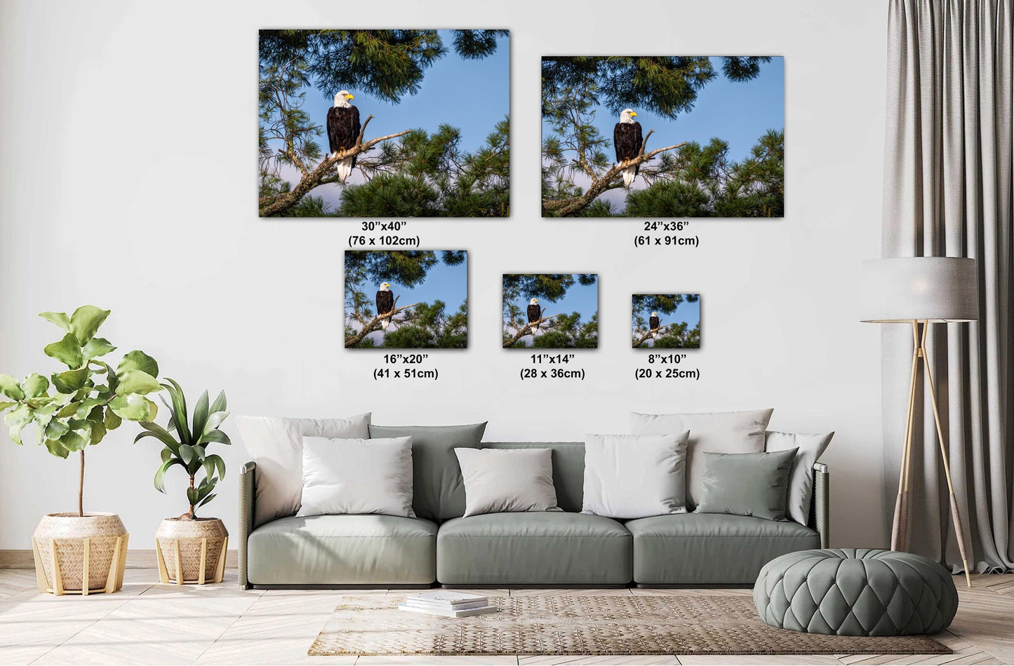 Bald Eagle Photography Print: Voyageurs National Park, Wildlife Art