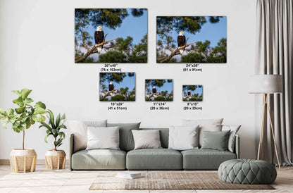 Bald Eagle Photography Print: Voyageurs National Park, Wildlife Art