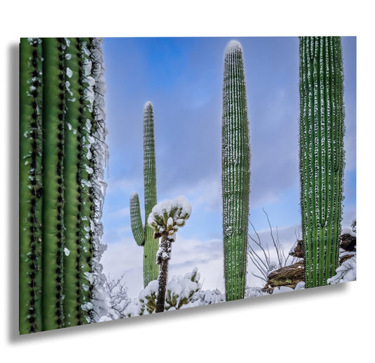 Snow-Draped Tall Cactus: Saguaro National Park Tucson Arizona Print Wall Art Photography Aluminum/Acrylic/Metal/Canvas