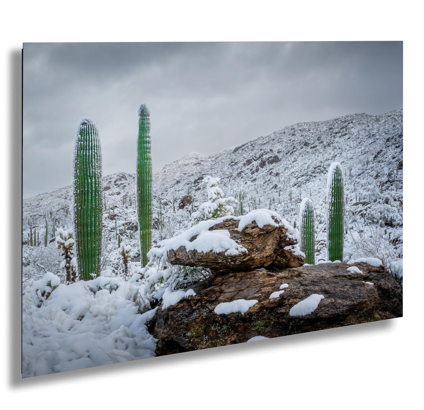 Snow-covered saguaro cacti in Saguaro National Park in Arizona surrounded by snowy desert hills and rocks.